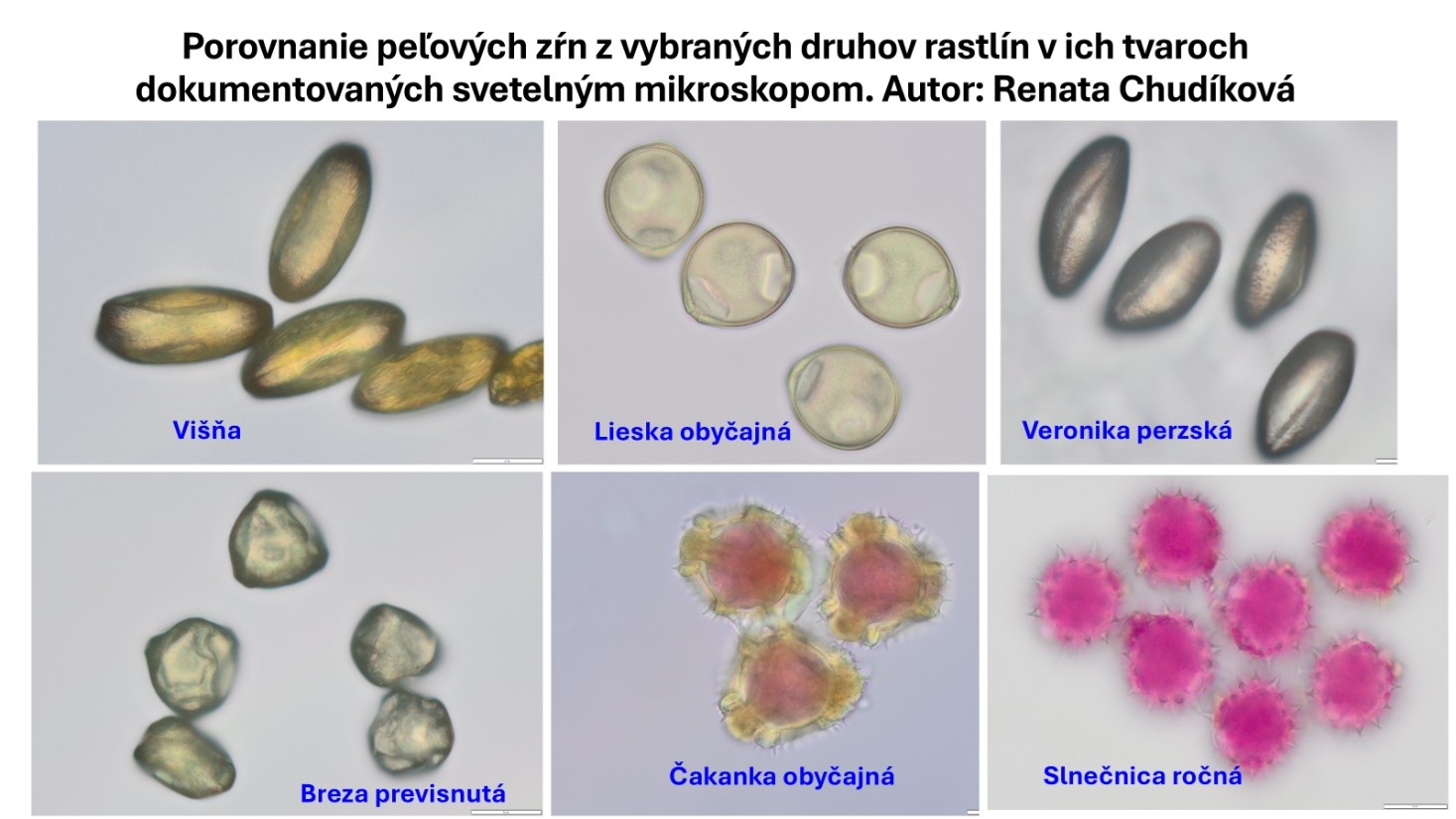 Záverečné rokovanie Koordinačnej rady projektu pre zriadenie ...