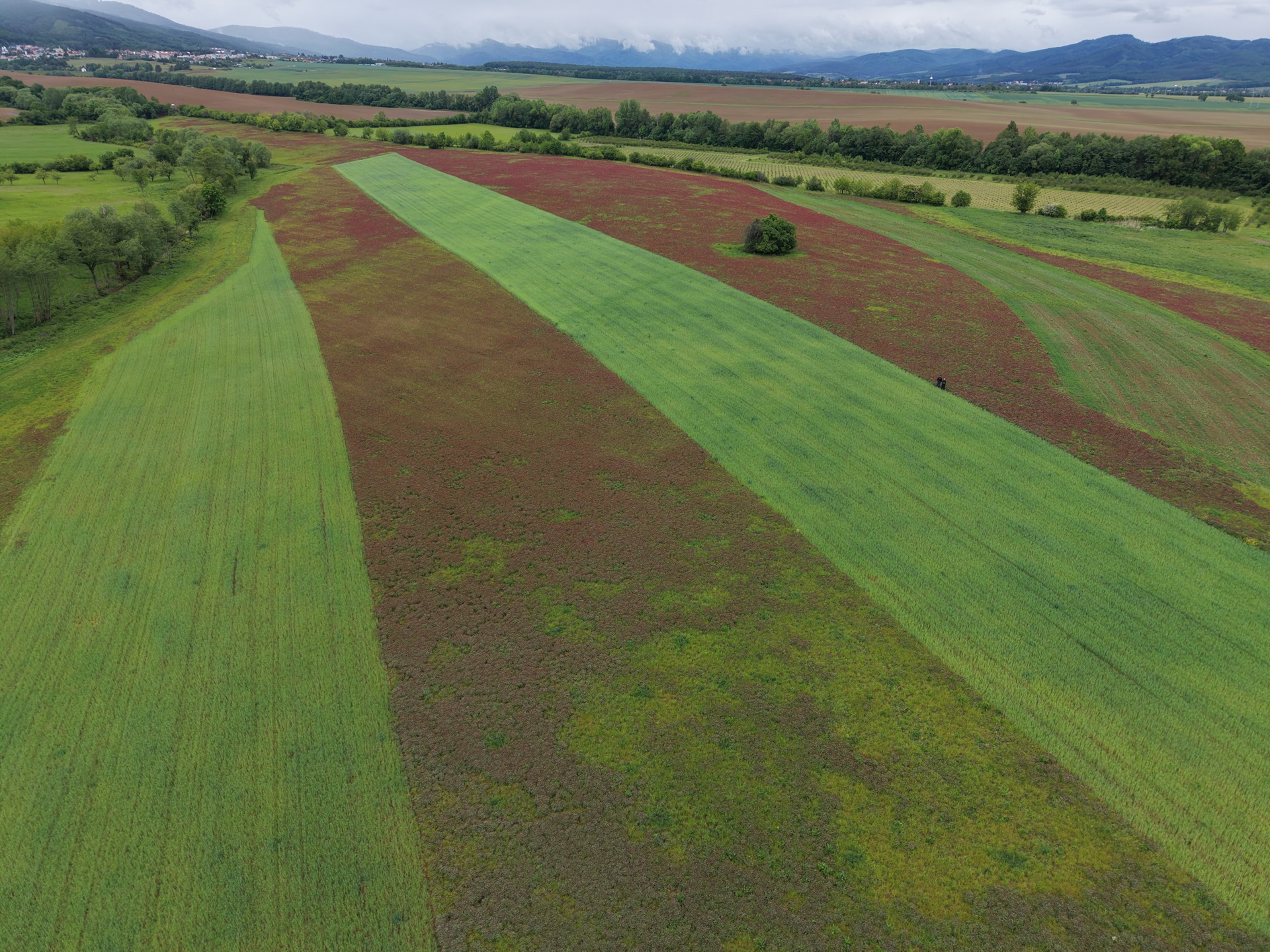 DJI_20260516111136_0123_D.JPG