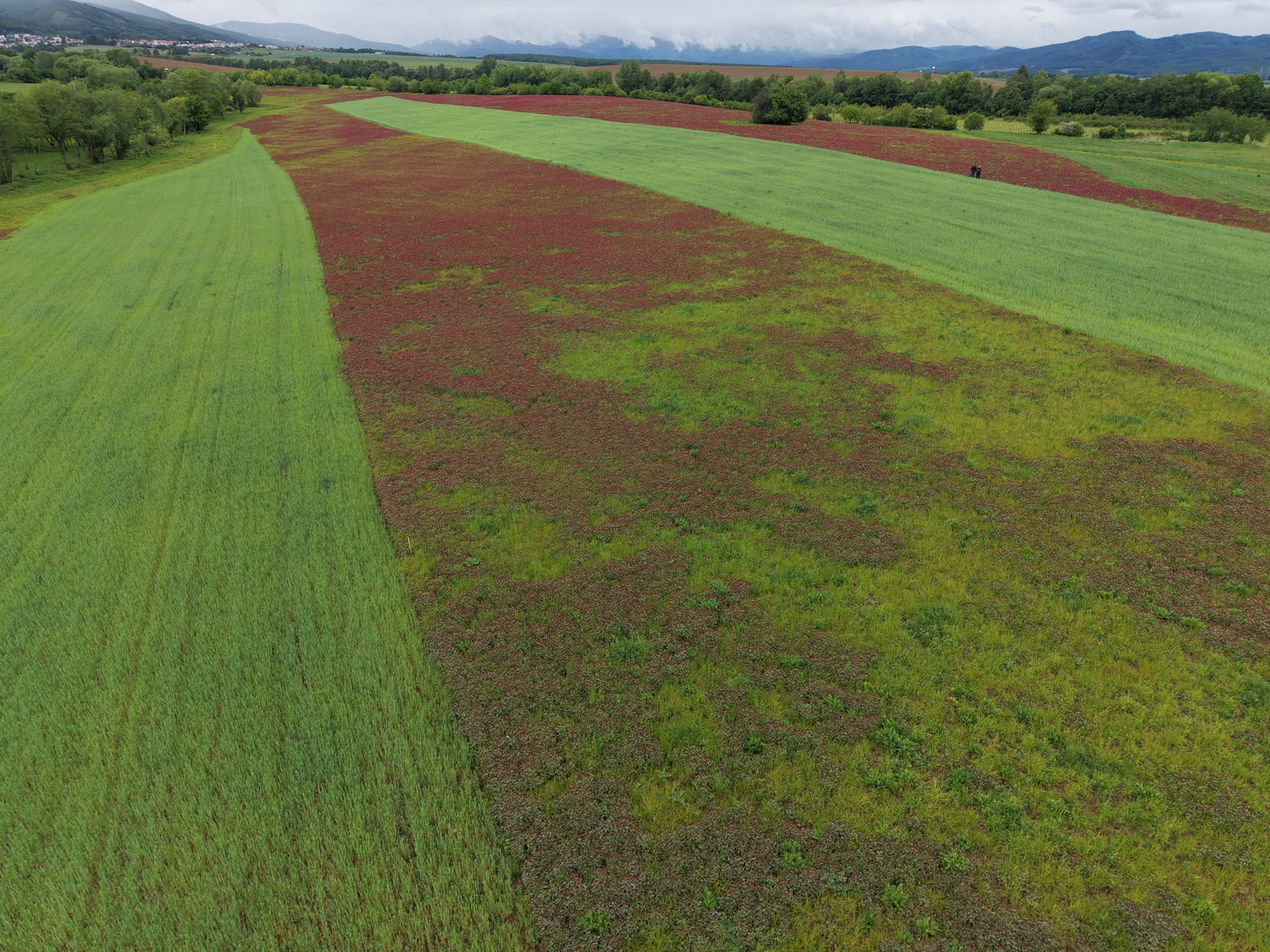 DJI_20260516111145_0124_D.JPG