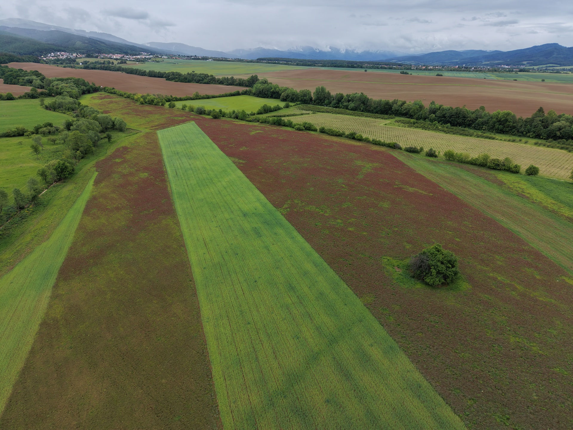 DJI_20260516111439_0150_D.JPG
