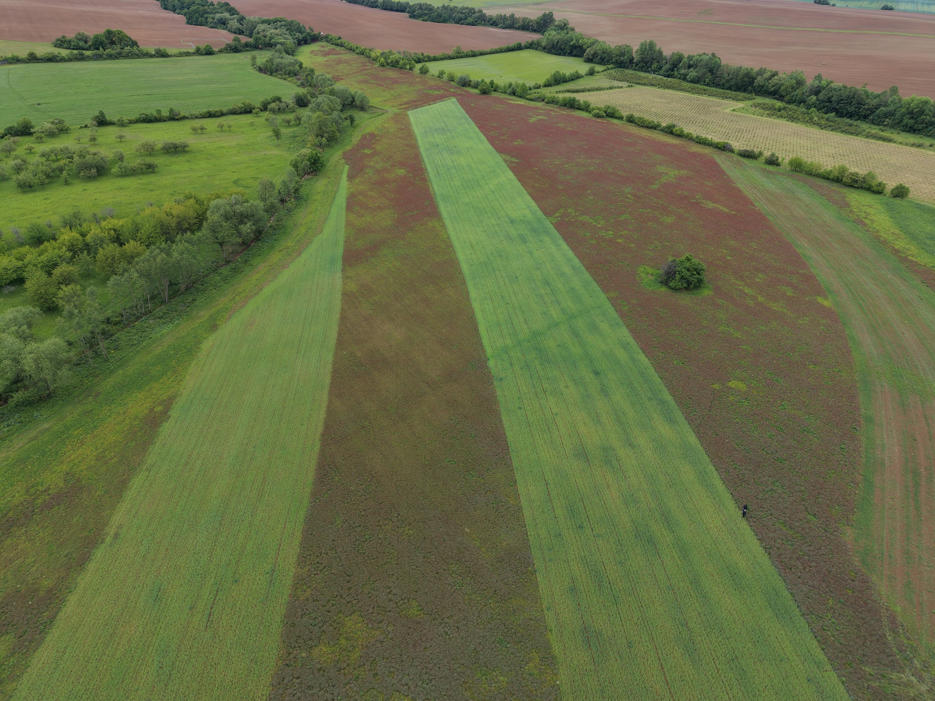 DJI_20260516111636_0170_D.JPG
