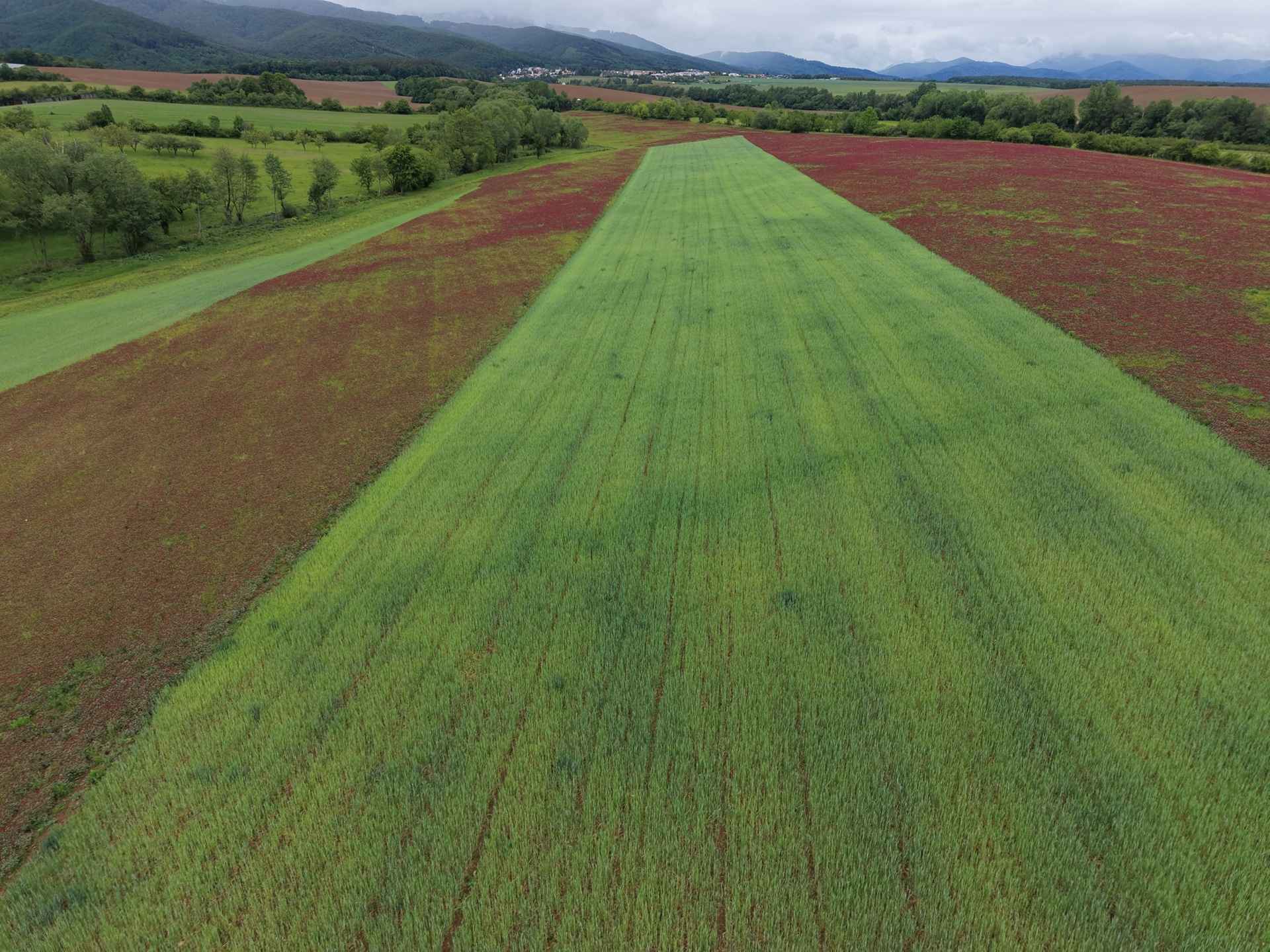 DJI_20260516113634_0262_D.JPG