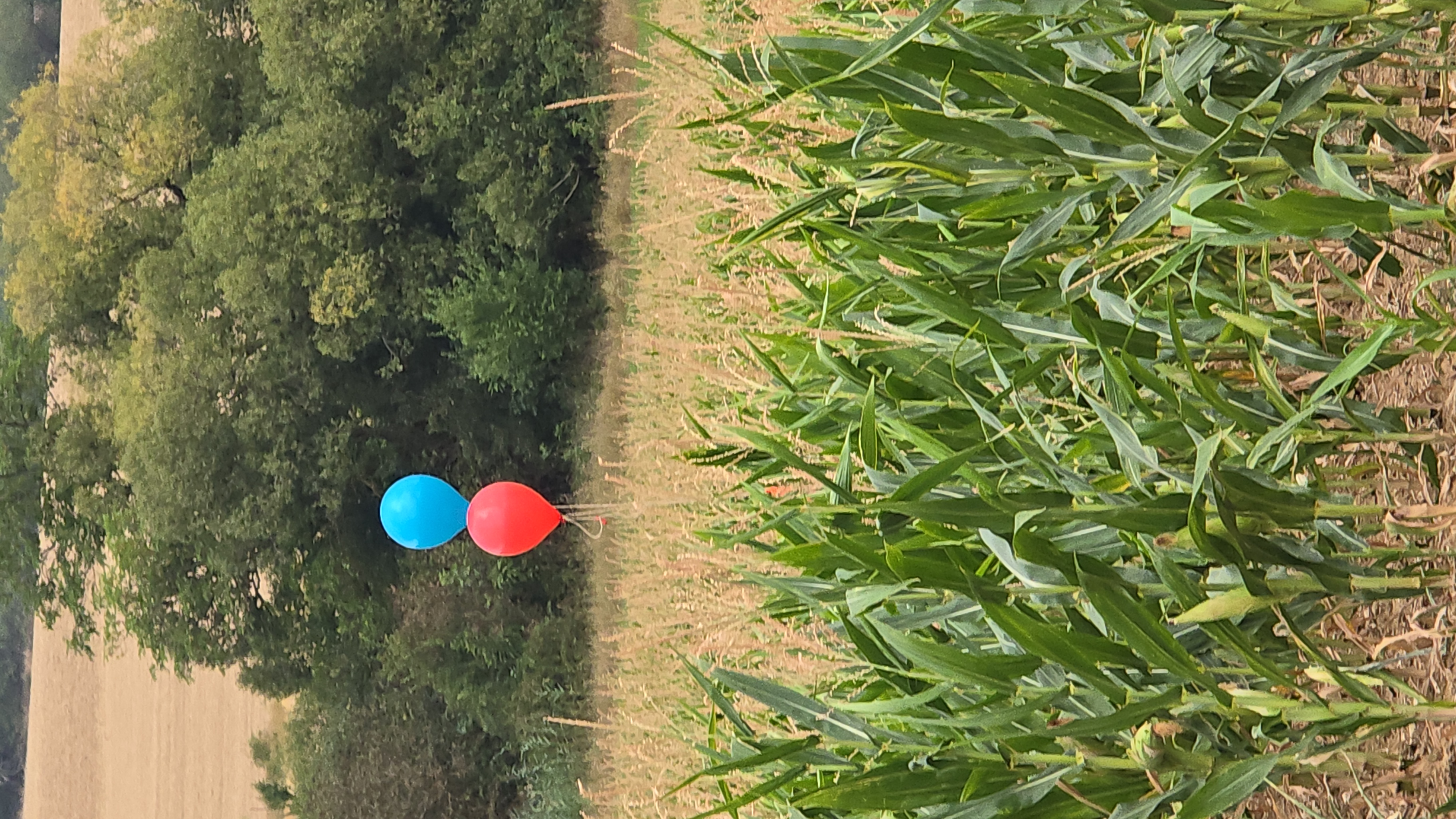 IMG-20260817-WA0002(1).jpeg