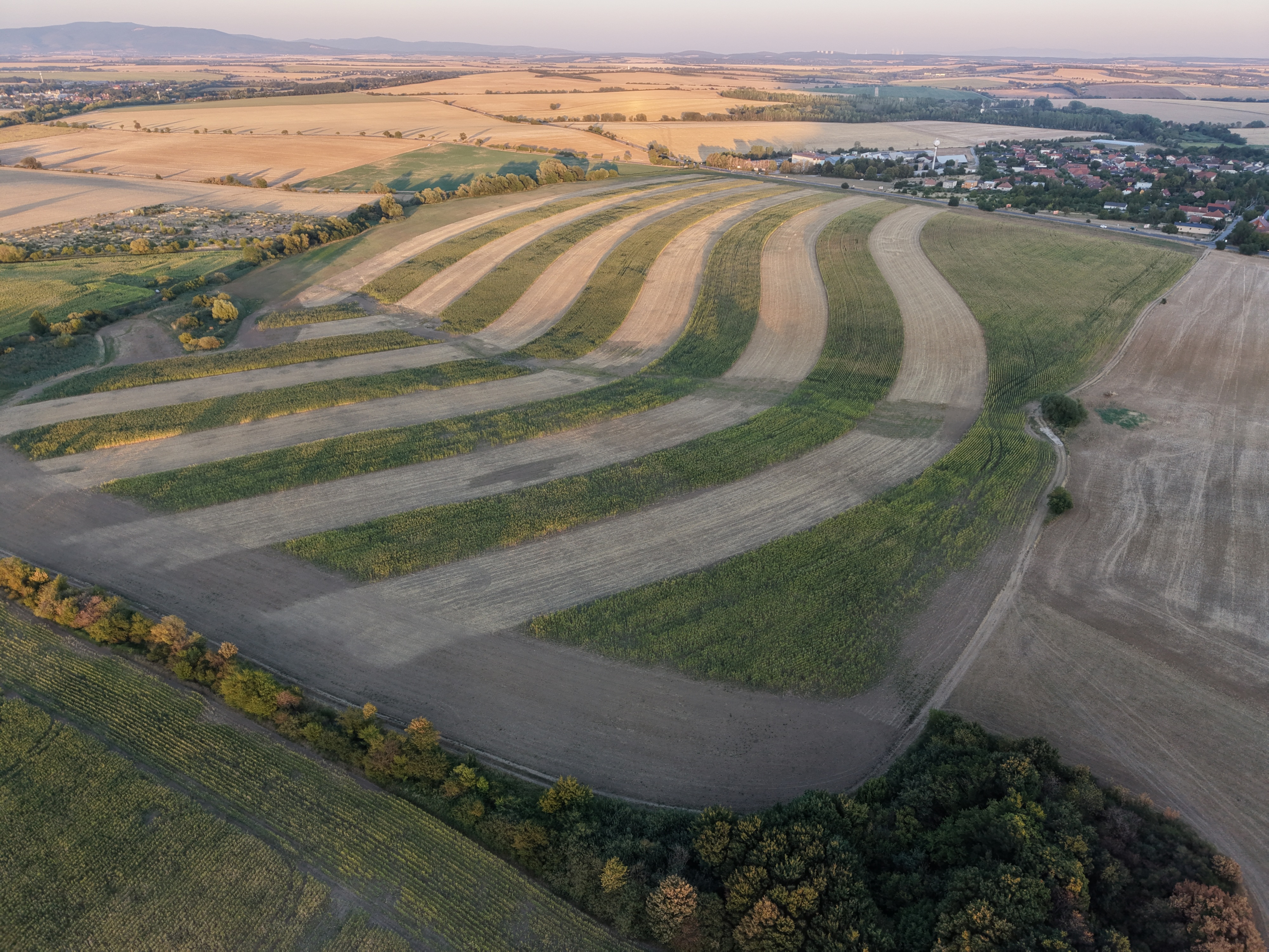 Fotografia z augusta 2026 zachytáva plne zapojený porast kukurice a svetlé pásy po zbere jačmeňa.