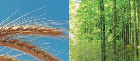 Obrázok AgroForestry